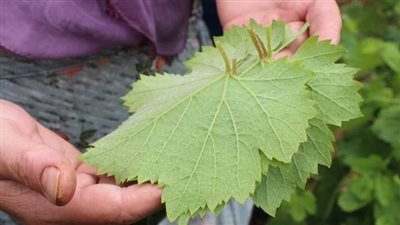 أسعار الخضراوات اليوم، ورق العنب يسجل 16 جنيهًا في سوق العبور