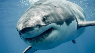 تفسير رؤية سمك القرش في المنام وعلاقتها بالحصول على كثير من الأموال 