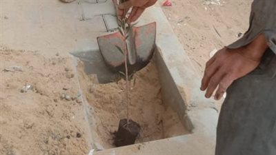 تجميل وزراعة منطقة المحطة الجديدة بالإسماعيلية (صور)