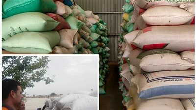 شون وصوامع البحيرة تستقبل 256 ألف طن قمح حتى الآن (صور)