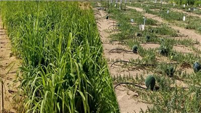 الاستثمار الزراعي قنبلة موقوتة في مصر.. حلول الخبراء: تخلي الدولة عن دور التاجر.. طرح الأراضي الصحراوية للمستثمرين بنظام التمليك لا حق الانتفاع.. وفتح آفاق وأسواق جديدة