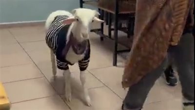 ماعز يدخل أحد مقار الاقتراع بتركيا (فيديو)