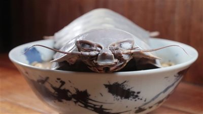 تجربة طعام مخيفة بطلها مخلوق غريب في تايوان