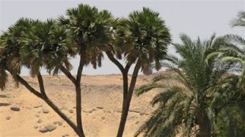 شجر الدوم، ڤيتو