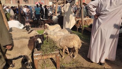 أسعار أضاحي العيد بسوق الإثنين في كرداسة (فيديو وصور)