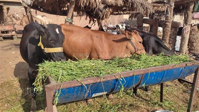 نقيب الفلاحين الزراعيين: خسائر فادحة يتكبدها مربي الماشية رغم ارتفاع أسعار اللحوم