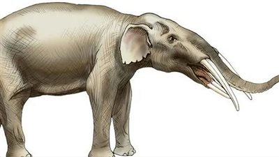 اكتشاف مقبرة لحيوانات انقرضت من 5 ملايين سنة