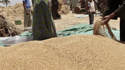 تموين الغربية: ضبط 130 طنا و114 كيلوجرام قمح محلي مهرب 