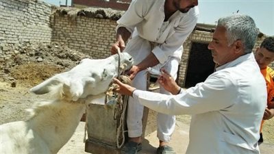 جامعة الزقازيق تنظم قافلة بيطرية بقرية العراقي في الشرقية