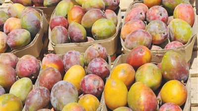 أسعار الفاكهة اليوم، 9 جنيهات أقل سعر لكيلو المانجو في سوق العبور