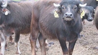 تعرف على أسعار الأضاحي البقري والجاموسي في الأسواق