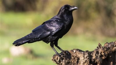 تفسير حلم الغراب في المنام وعلاقته بالفقر وضياع المال وسوء العاقبة 