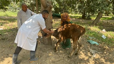 استمرار عمل القوافل البيطرية لعلاج الماشية والدواجن بالإسماعيلية 