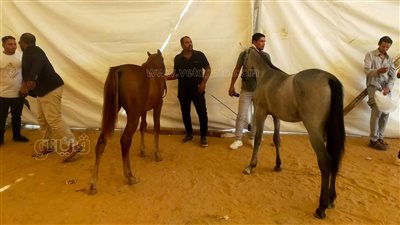 أكل لحم الأحصنة بين الحلال والحرام، مجمع البحوث بالأزهر: لا يوجد نص شرعي بعدم الجواز، ورأي معتبر للمالكية بالتحريم، والجندي وكريمة يحسمان الجدل