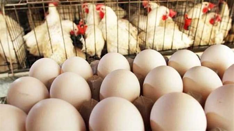 أسعار البيض والفراخ