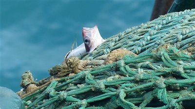  طلب إحاطة بشأن خطورة الصيد الجائر على البيئة 