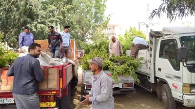 البيئة: تسليم 5000 شجرة إلى محافظة البحيرة لزراعتها بالمراكز المختلفة