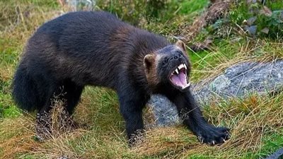 حيوان انقرض منذ قرن، يظهر في أمريكا (فيديو)