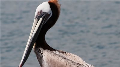 على طريقة فيلم همام في امستردام، 3 فتيان يسرقون بجعة لتناولها 