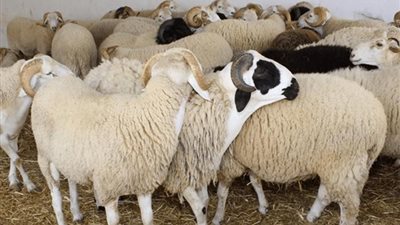  أسعار أضاحي الغنم لمن استطاع إليها سبيلا.. الخروف البرقي يتجاوز 15 ألف جنيه.. وتحذيرات من أكل الجلالة