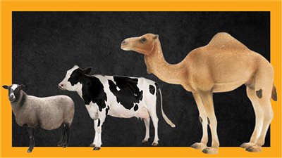 6 علامات تؤكد سلامة الأضحية (إنفوجراف)