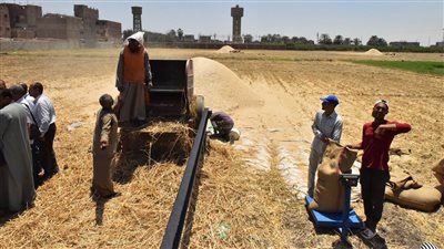  الانتهاء من حصاد المساحة المنزرعة بالقمح بأسيوط وتوريد 96 ألف طن قمح 