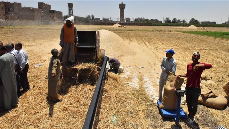 حصاد القمح بأسيوط،