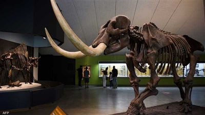 سيدة تعثر على قطعة من حيوان منقرض في أحد شواطئ كاليفورنيا