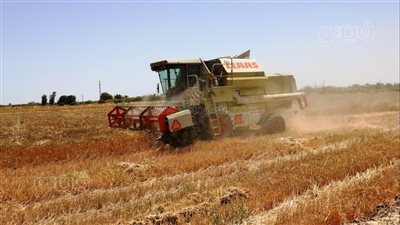 محافظ أسوان: تخطي المستهدف من كميات القمح المورد بنسبة 136 % 