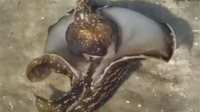 سمكة غير عادية تحير خبراء البحار في ولاية كارولينا الأمريكية