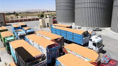محافظة المنيا تتخطى المستهدف من توريد القمح لموسم العام الجاري بنسبة 106.4%