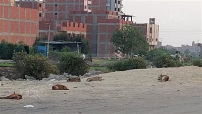 طلب إحاطة بشأن واقعة قيام أحد المطاعم بحلوان بتسميم الكلاب