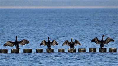 العثور على آلاف الطيور النافقة في تشيلي (فيديو) 