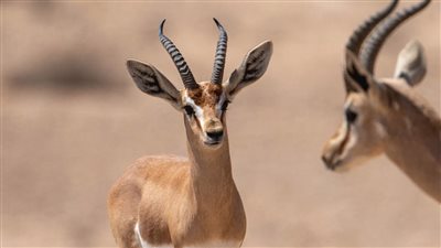 طبيب بيطري: 