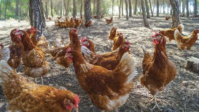 ارتفاع أسعار الدواجن والبيض اليوم الأحد 4 - 6 - 2023