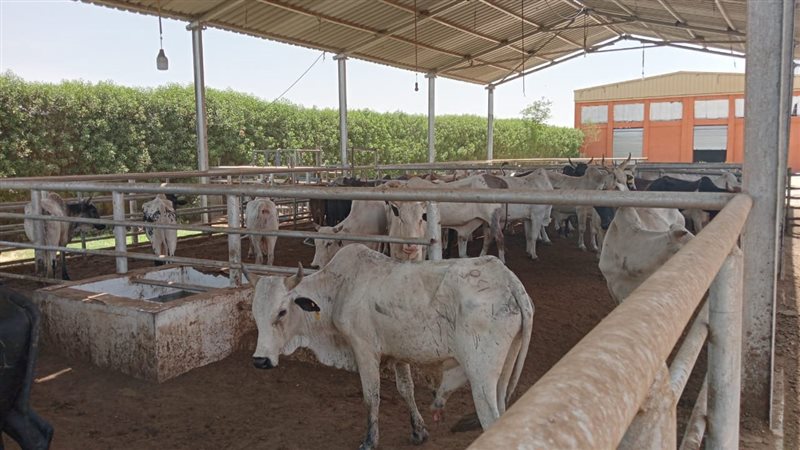 استيراد 6 آلاف رأس