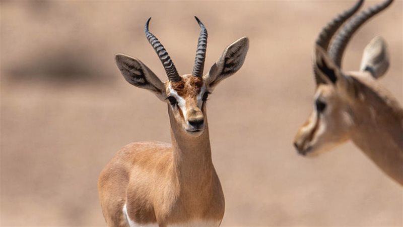 زومبي الغزلان