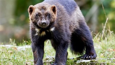 اكتشاف حيوان نادر في الولايات المتحدة الأمريكية 