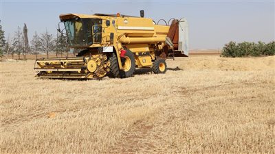 قمح سوريا يعود إلى الحياة