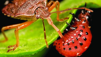 اكتشاف مضاد حيوي من الحشرات