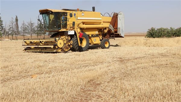 قمح سوريا يعود إلى الحياة