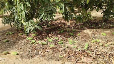 شعبة الفاكهة: محصول المانجو تضرر بسبب العاصفة الترابية و15% زيادة في الأسعار