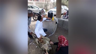 بيطرى الشرقية: تنفيذ المسح التناسلى لـ5000 رأس ماشية