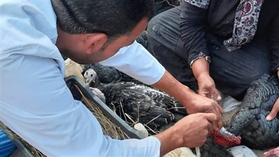 علاج وتحصين 243 ألف رأس ماشية بالبحيرة (صور)