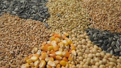 استقرار أسعار الأعلاف اليوم الثلاثاء 6-6-2023 بالأسواق