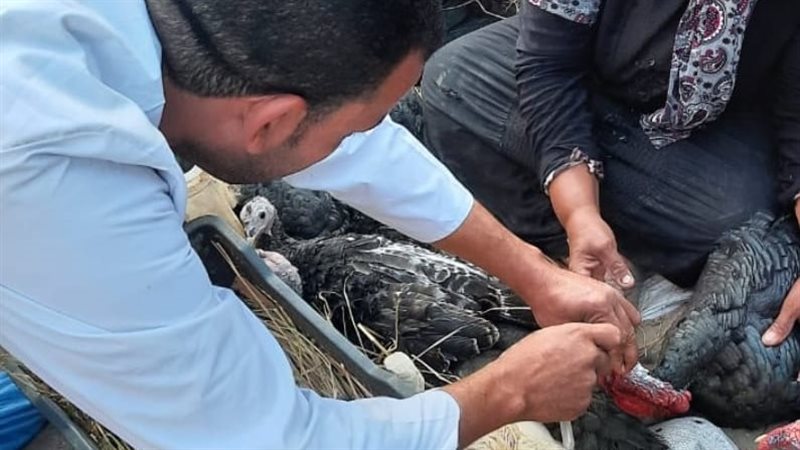 تحصين الطيور ضد مرض