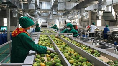 3 أسباب لمطالبة النواب بالتوسع في التصنيع الزراعي، تعزيز القيمة المضافة للمنتجات «الأبرز» 