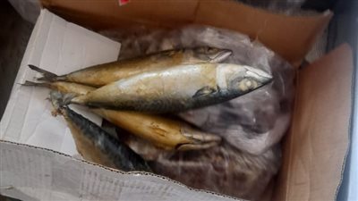 مصادرة أسماك مجهولة المصدر بمدينتي الطور ودهب 