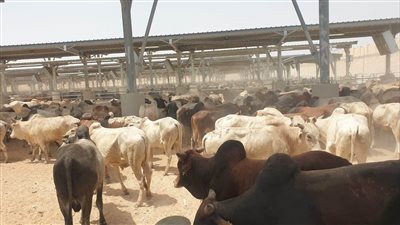 التموين: استقبال 5 آلاف رأس ماشية من جيبوتي بميناء سفاجا