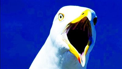 طائر نورس يلتهم أذن رجل